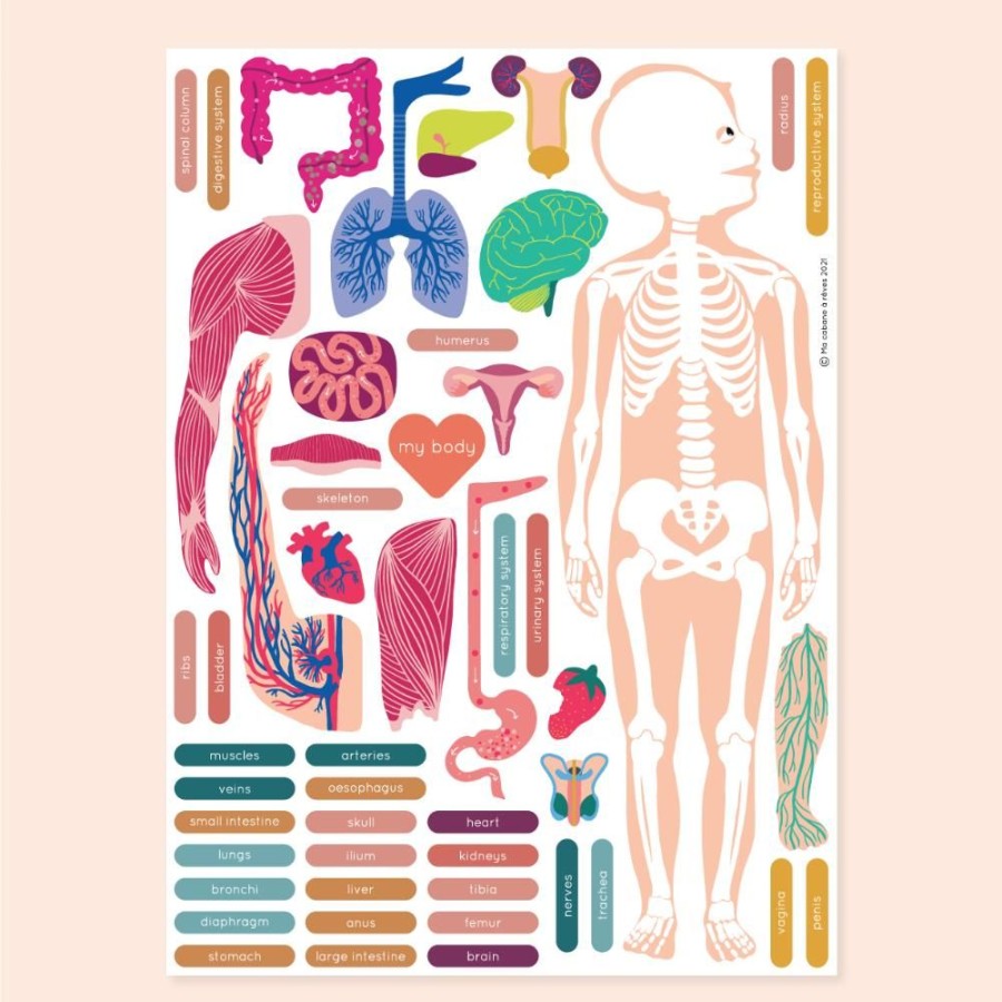 Play Ma Cabane à Rêves | Magnet Anatomy: The Human Body